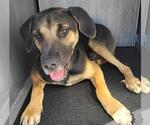 DUKE - Male Mutt Dog for Adoption - Small photo