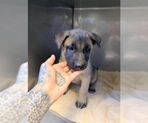 Mutt Dogs for adoption in Santa Cruz, CA, USA