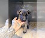 Small Mutt