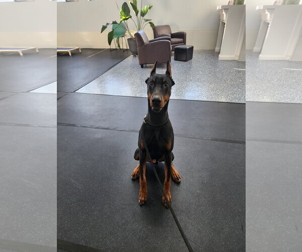 Medium Photo #2 Doberman Pinscher Puppy For Sale in Buffalo, MN, USA