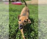 Small #1 Australian Shepherd-Dachshund Mix
