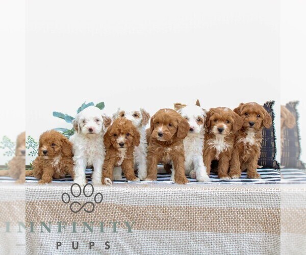 Medium Photo #2 Goldendoodle (Miniature) Puppy For Sale in LITITZ, PA, USA