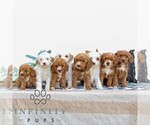 Small #1 Goldendoodle (Miniature)