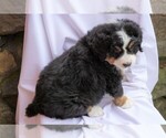 Small Photo #5 Bernese Mountain Dog Puppy For Sale in FREDERICKSBG, OH, USA