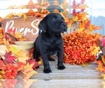 Small Photo #2 Labrador Retriever Puppy For Sale in MOUNT AIRY, NC, USA