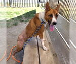 Small Basenji Mix