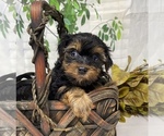 Puppy Gucci Shorkie Tzu