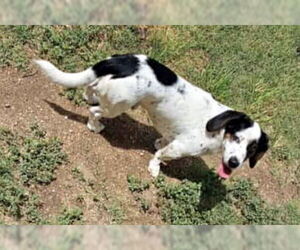 Bagle Hound Dogs for adoption in Deepwater, NJ, USA