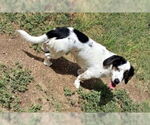 Small Bagle Hound