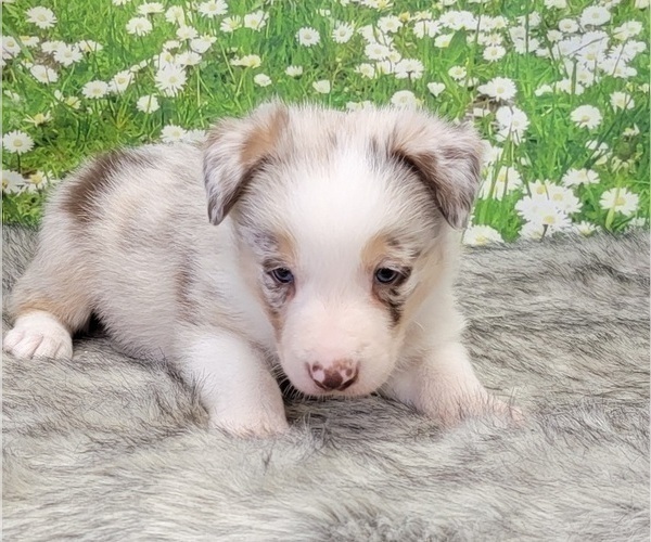 Medium Photo #5 Border Collie Puppy For Sale in BLAKESBURG, IA, USA