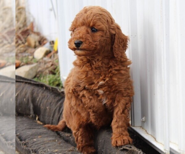 Medium Photo #3 Goldendoodle (Miniature) Puppy For Sale in NEW HOLLAND, PA, USA