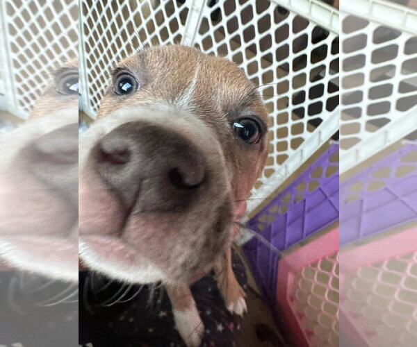 Medium Photo #5 Mutt Puppy For Sale in New London, WI, USA