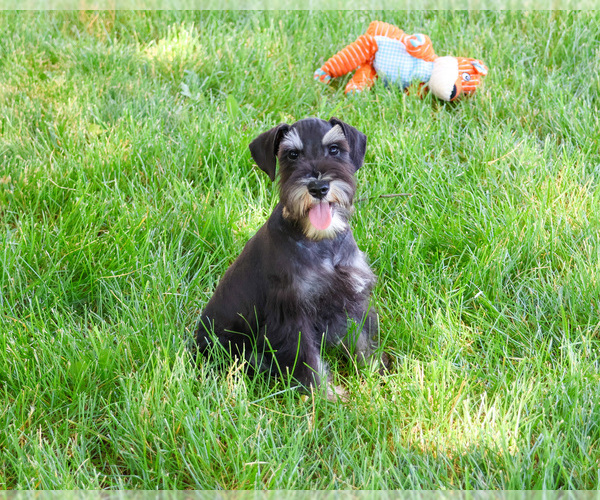 Medium Photo #8 Schnauzer (Miniature) Puppy For Sale in SYRACUSE, IN, USA