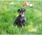 Small #7 Schnauzer (Miniature)