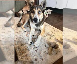 Alaskan Malamute-Unknown Mix Dogs for adoption in San Antonio, TX, USA