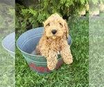 Small #2 Cavapoo