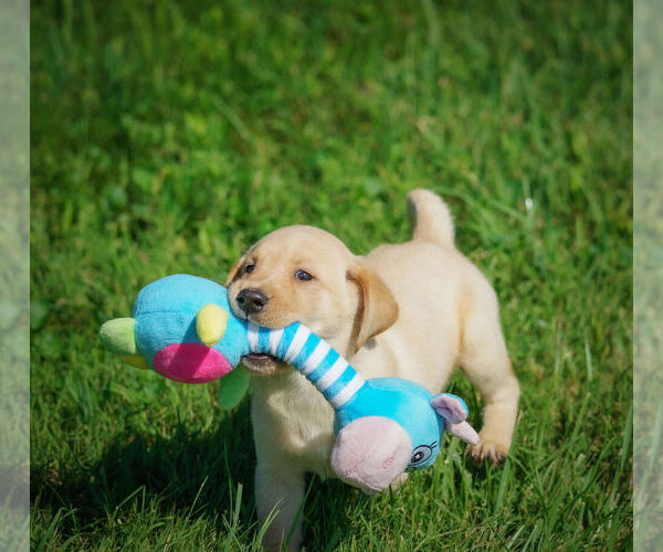 Medium Photo #6 Labrador Retriever Puppy For Sale in FRESNO, OH, USA