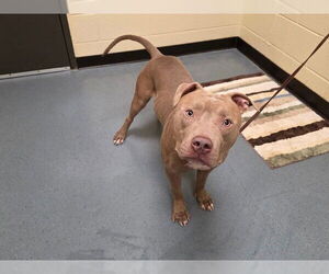 American Pit Bull Terrier Dogs for adoption in Denver, CO, USA