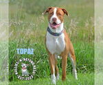 Small #15 American Bulldog