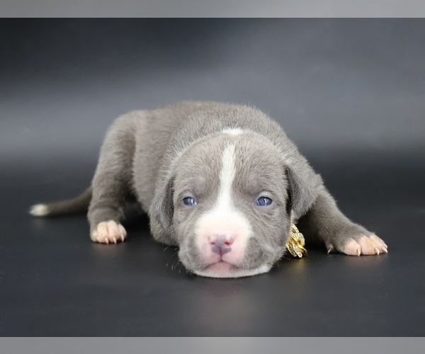 Medium Photo #1 American Bully Puppy For Sale in CHAMPAIGN, IL, USA