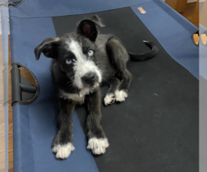 Siberian Husky-Unknown Mix Dogs for adoption in Brooklyn, NY, USA