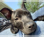 Small #1 Mutt