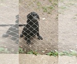 Small Photo #7 Labrador Retriever Puppy For Sale in BUTLER, MO, USA