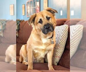 Medium Golden Shepherd