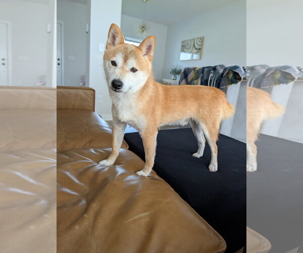 Medium Photo #6 Shiba Inu Puppy For Sale in Omaha, NE, USA