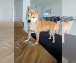 Small #5 Shiba Inu