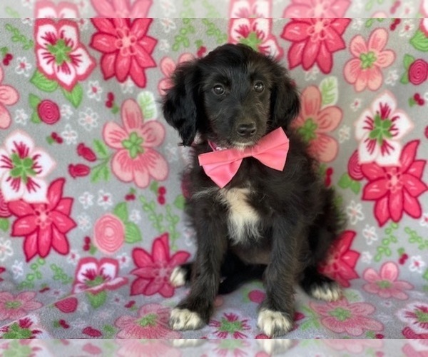 Medium Photo #3 Aussiedoodle Puppy For Sale in LANCASTER, PA, USA