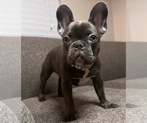 French Bulldog Puppy for sale in SAN FRANCISCO, CA, USA