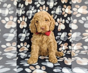 Cock-A-Poo Puppy for sale in LINCOLN UNIV, PA, USA