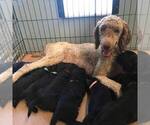 Small Photo #4 Goldendoodle Puppy For Sale in BURLEY, ID, USA