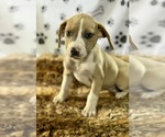 Small #4 Labrador Retriever Mix