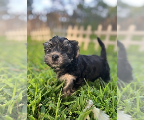 Medium Photo #1 Yo-Chon-Yorkshire Terrier Mix Puppy For Sale in OLATHE, KS, USA