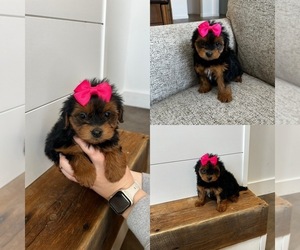 YorkiePoo Puppy for sale in BELDING, MI, USA