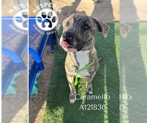 Mutt Dogs for adoption in HESPERIA, CA, USA