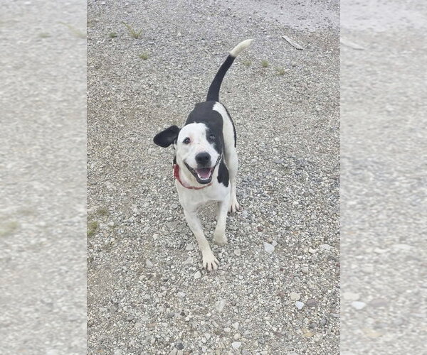 Medium Photo #2 Mutt Puppy For Sale in Evansville, IN, USA