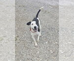 Small #1 Mutt