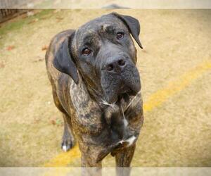Mastiff-Unknown Mix Dogs for adoption in Tallahassee, FL, USA