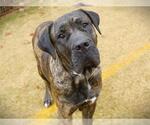 Small Mastiff Mix