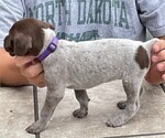 Small Photo #2 German Shorthaired Pointer Puppy For Sale in TULSA, OK, USA