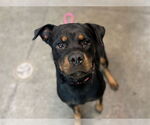 Small Rottweiler Mix