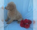 Small Photo #6 Goldendoodle Puppy For Sale in FREDERICKSBG, OH, USA