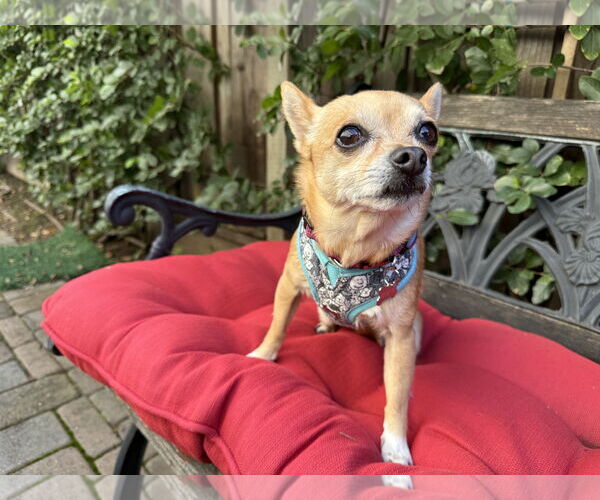 Medium Photo #3 Rat-Cha Puppy For Sale in Santa Clara, CA, USA