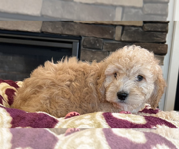 Medium Photo #9 Goldendoodle Puppy For Sale in NOBLESVILLE, IN, USA