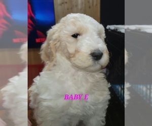 Goldendoodle Puppy for sale in FLORENCE, KY, USA