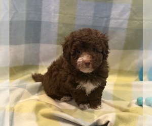Havapoo Puppy for sale in GUTHRIE, KY, USA