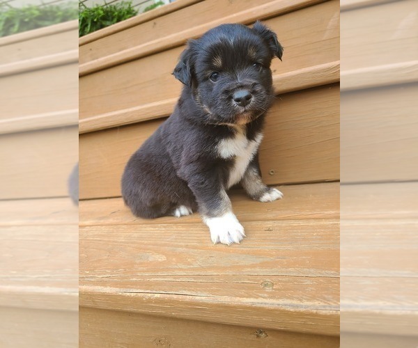 Medium Photo #4 Miniature Australian Shepherd Puppy For Sale in DAWSON, GA, USA